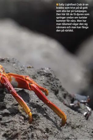  ??  ?? Sally Lightfoot Crab är en krabba som trivs på så gott som alla öar på Galápagos. Den hör till de få djuren som springer undan om turister kommer för nära. Men har man tålamod vågar den sig närmare och man kan fånga den på närbild.