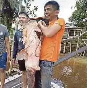  ?? [ FOTO KHALID LATIP/BH] ?? Ikan tapah gergasi 40 kilogram ditangkap di Sungai Sanan, Dalat.