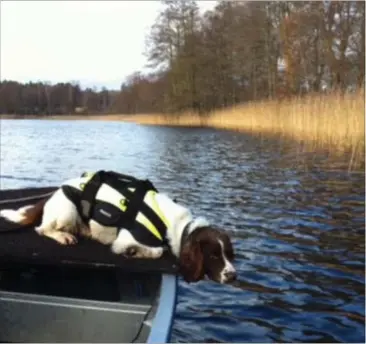  ?? FOTO: SVENSK POLITI ?? Springersp­anielen Ben er en af de svenske hunde, der er traenet i søgning til søs. Danmark har også lighunde, men de er ikke traenet i at søge på vandet.