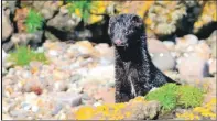  ??  ?? MSBO watchers do not just observe birds and on August 12 an American Mink appeared.