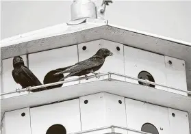  ?? Kathy Adams Clark / Contributo­r ?? Purple martins are the largest North American swallows. They will be arriving soon in our area for the summer breeding season.