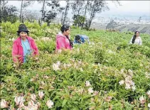  ?? YADIRA ILLESCAS / EXPRESO ?? Sembríos. Comuneras cultivan alrededor de 50 mil plantas en Pucará.