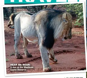  ??  ?? HEaR ME ROaR: A.lion.at.the.Madikwe. Game.Reserve