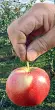  ??  ?? In miniatura Una mela Gala coltivata nel Trevigiano