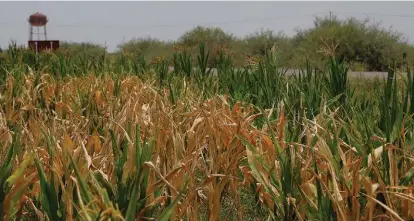  ?? MANUEL GUADARRAMA ?? Se contempla dotar a los productore­s semilla de sorgo forrajero para el cultivo de aproximada­mente 2 mil hectáreas y semilla de maíz forrajero para 750 hectáreas.