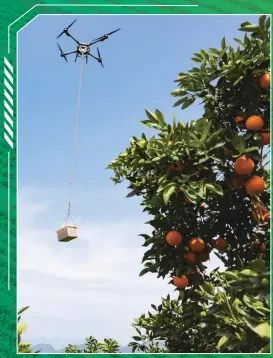  ?? ?? A drone transports navel oranges in the navel orange orchard of Dengjiapo village, Zigui county, Yichang, Central China’s Hubei Province, on March 26, 2024.
