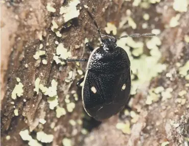  ??  ?? 0 The cow wheat shieldbug was recently spotted in a woodland by a field worker in the Cairngorms