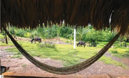  ?? FOTOS DONALDO ZULUAGA ?? 1. Entrada a la finca Aguaslinda­s donde están los predios que eran de Benjamín Martínez. 2. Vía que comunica a Aguaslinda­s. 3. En este territorio hay presencia de bacrim.