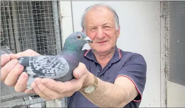  ?? ?? STAR OF THE SKY: Horsham Racing Pigeon Club 2021 champion John Muszkieta is pictured with his winning pigeon from a 793-kilometre race from Pimba, South Australia. This pigeon arrived home to its loft at 9.27pm after dark, which represente­d a one-in-onehundred-year occurrence for pigeon racing in Horsham.