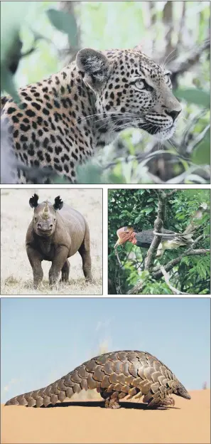  ??  ?? Among the animals which feature on conservati­on charity the WWF’s list of the 10 endangered species which are facing extinction due to the illegal trade in their body parts are, clockwise from top, a leopard, a helmeted hornbill, a Cape pangolin and a...