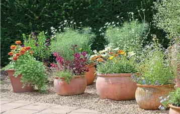  ??  ?? Supporting role: Flowers in containers look great, and you are spoilt for choice