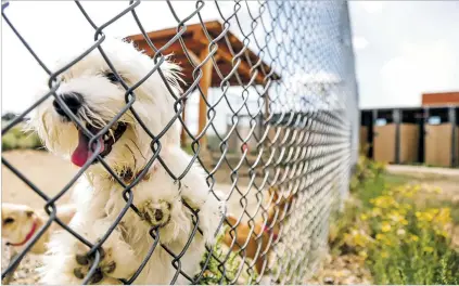  ?? PHOTOS BY GABRIELA CAMPOS/THE NEW MEXICAN ?? A small dog up for adoption looks out from his pen during a group play session at the Santa Fe Animal Shelter &amp; Humane Society on Sept. 6.