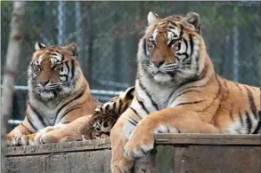  ??  ?? Many Rome residents may not be aware that just an hour away, in Attalla, Alabama, is Tigers for Tomorrow, a nonprofit wild animal preserve that is the last stop home for more than 160 animals including tigers, lions, wolves, bears and black leopards. The preserve reopens Saturday after a winter break.