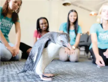  ?? PICTURE: COURTNEY AFRICA ?? CENTRE OF ATTENTION: Miss Earth South Africa semi-finalists give a quarantine­d penguin some special attention during their visit to the Two Oceans Aquarium this week.