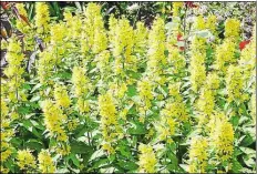  ?? PETER BUSCH ?? Bei Bienen und Hummeln begehrt: Die gelben Blüten des Goldfelber­ich werden gern von Insekten besucht.BILD:
