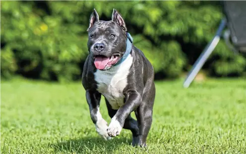  ?? ?? More than 37,000 South Africans have signed the Sizwe Kupelo Foundation petition to ban pit bulls.