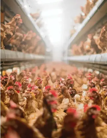 ?? Foto: Julian Stratensch­ulte, dpa ?? Drinnen statt draußen: Seit November müssen Hühner im Stall gehalten werden. Grund ist der Vogelgripp­e Virus, der vor allem durch Wildvögel übertragen wird.