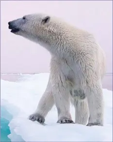  ??  ?? There is an intimate link between Polar Bears and arctic sea ice they live on.