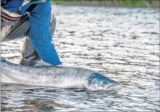  ?? PAUL SMITH PHOTOS ?? Releasing a big Norwegian salmon, likely after a winter off the Faroe Islands.