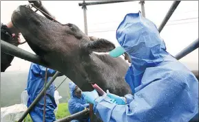  ?? SHIZUO KAMBAYASHI / ASSOCIATED PRESS ?? Society for Animal Refugee and Environmen­t members draw blood from a cow at Yamamoto farm in Namie, Japan, 12 kilometers north of Fukushima Dai-ichi nuclear power plant.