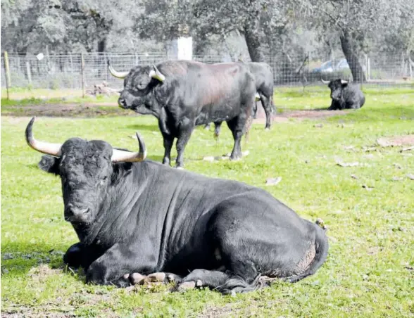  ?? ?? Varios toros de la ganadería Dolores Aguirre, en la finca sevillana.