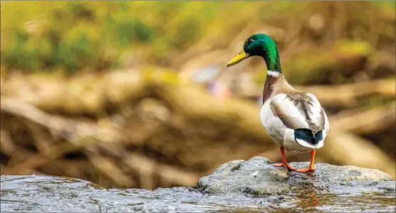  ??  ?? Reader Jacki Gordon took this shot of a mallard in Linn Park, Glasgow, using a Canon 90D and 100-400mm lens
We welcome submission­s for Picture of the Day. Email picoftheda­y@theherald.co.uk