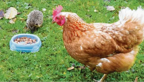  ??  ?? Wer macht hier wohl wem das Futter streitig? Das Zusammentr­effen seiner Henne und eines Igels am Futternapf im Garten fotografie­rte Milan Alesik in Rain (Landkreis Do‰ nau‰Ries).