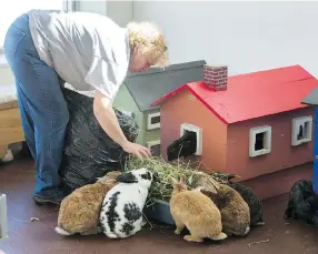  ?? GERRY KAHRMANN ?? Rabbitats shelter manager Deanna Hamm sets out fresh hay for 30-plus rabbits currently housed at Urban Pets. A deadly rabbit virus is killing rabbits in B.C.