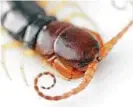  ?? Yasunori Koide via New York Times ?? When consumed raw, centipedes can carry brain-infecting parasites.