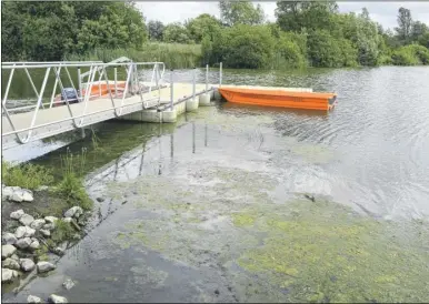  ??  ?? Blue-green algae, which can be fatal to animals, has been found growing in the water at Conningbro­ok Lake country Park