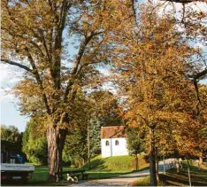  ?? Foto: Bärbel Schoen ?? Mehrere alte Kastanienb­äume in Wertingen in der Bauerngass­e beim Friedhof sind krank und müssen gefällt werden. Sie zählen zu den Naturdenkm­älern des Landkrei ses.