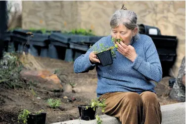  ?? Jessica Christian / The Chronicle ?? Sharon Kulz smells a selection of plants at Golden Gate Park Community Gardens in San Francisco.