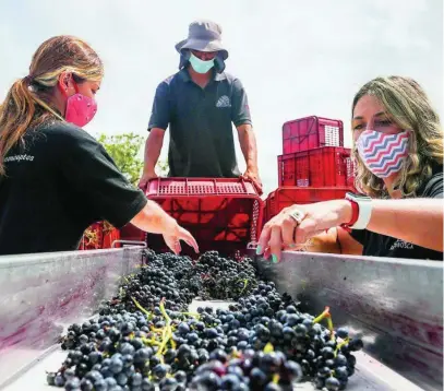  ?? EFE ?? Mujeres trabajando en labores agrícolas