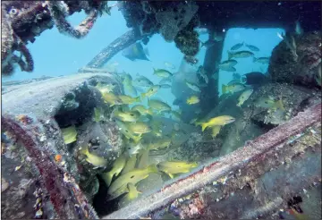  ?? ?? Black spotted snapper fish swim inside a sunken vehicle Nov. 30 in the ocean at a dive site in Mesaieed.