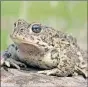  ??  ?? The natterjack toad