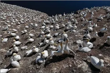  ?? (File Photo/AP/Robert F. Bukaty) ?? A colony of northern gannets and their chicks covers a section of Bonaventur­e Island off the Gaspe Peninsula on July 31, 2017, in Quebec, Canada.