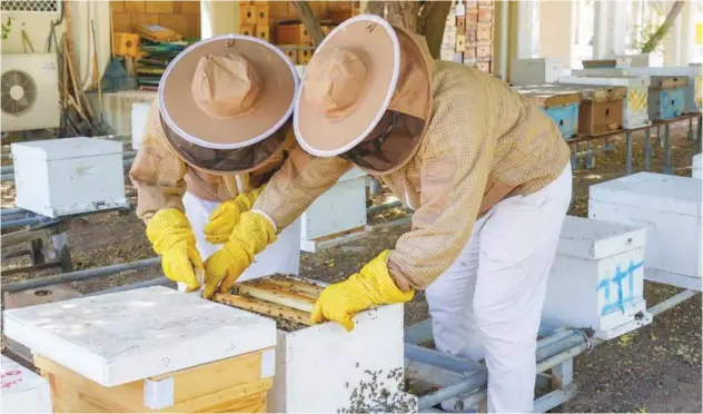  ?? WAM ?? ↑
The Abu Dhabi Agricultur­e and Food Safety Authority has launched an ambitious programme to develop and sustain beekeeping and honey production in Abu Dhabi.