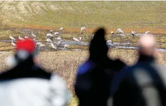  ?? STAFF PHOTO BY ROBIN RUDD ?? Festivalgo­ers observe sandhill cranes from the observatio­n area at the Hiwassee Refuge during the 29th annual Tennessee Sandhill Crane Festival.