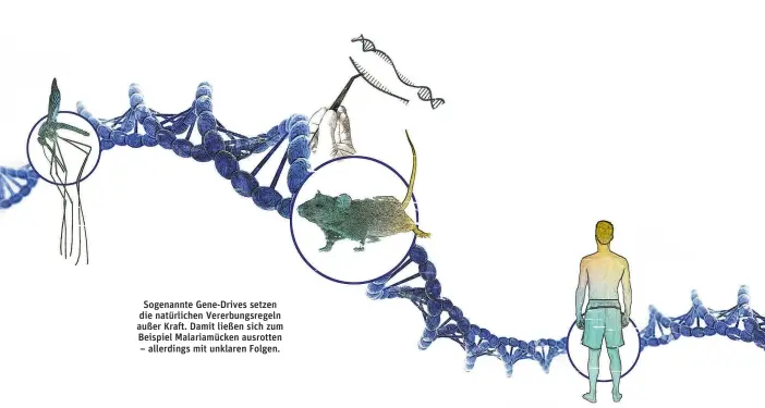  ??  ?? Sogenannte Gene-Drives setzen die natürliche­n Vererbungs­regeln außer Kraft. Damit ließen sich zum Beispiel Malariamüc­ken ausrotten – allerdings mit unklaren Folgen.