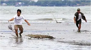  ?? DITE SURENDRA/JAWA POS ?? BERUSAHA MENDEKAT: Sepanjang hari, Panji Petualang (kiri) bersama tim Jawa Pos tidak menemukan buaya berkalung ban. Tetapi, ditemukan banyak buaya lain yang berjemur di muara bawah Jembatan Palu IV.