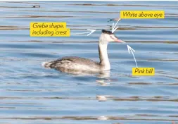  ??  ?? Grebe shape, including ‘crest’ White above eye Pink bill