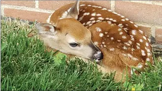  ?? COURTESY OF TERRY ALBURGER ?? A fawn is a sign of spring at Brittany Pointe.