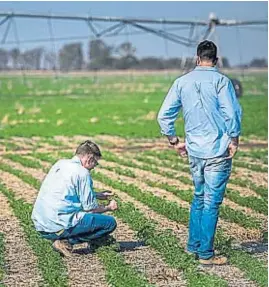  ?? GENTILEZA CONO GROUP ?? CONO GROUP. Cultiva en 30 mil hectáreas de Córdoba, Salta y Buenos Aires.