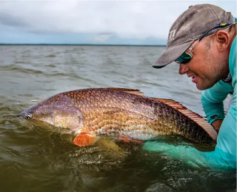  ??  ?? WINTER RETREAT: When the weather cools, redfish move into sheltered inshore waters.