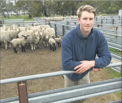  ?? Picture: PAUL CARRACHER ?? KEEPING POSITIVE: St Helens Plains sheep breeder Matt Hill is hopeful sheep shows will be back up and running following a season of cancellati­ons.