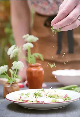  ??  ?? Flavoursom­e, fragrant and ever so flexible, sweet cicely is the May Queen of the herb garden