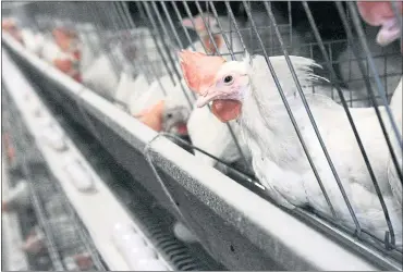  ?? THE ASSOCIATED PRESS ?? Chickens are caged in a chicken house near Livingston in 2007. Propositio­n 12 on California’s November ballot would require that egg-laying hens be cage free by 2022.