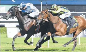  ?? Photo / Bradley Photograph­y ?? Sir Charles Road is ready for Flemington on Tuesday.