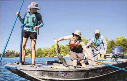  ?? Jessica Christian San Francisco Chronicle ?? FISHERIES officials Kaitlin Whittom, left, Sarah Austing and Jesse Regnart survey dead Chinook in the Sacramento River in 2021.