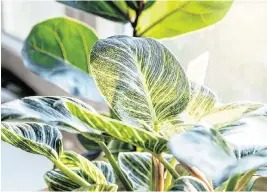  ?? TNS ?? Light is the most common limiting factor when growing plants indoors. Matching the plants to the desired light is the first step toward success. Plant tags, university websites and plant books can provide this informatio­n.